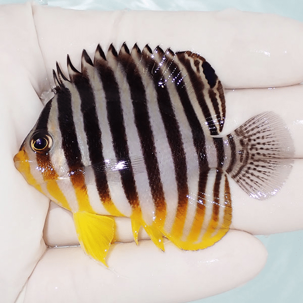 【現物1】シマヤッコ 6.5cm±