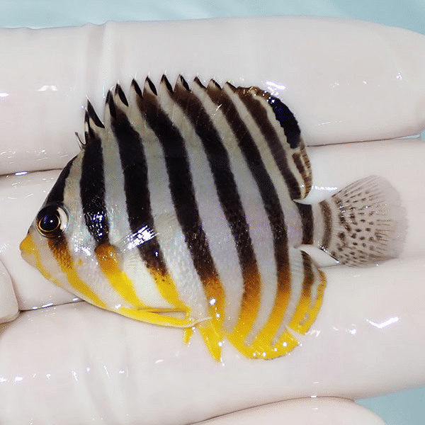 【現物20】シマヤッコ 5cm±