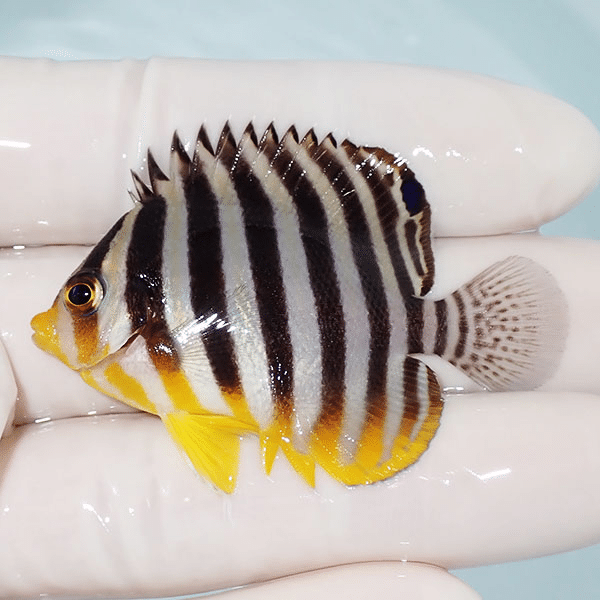 【現物21】シマヤッコ 5.5cm±