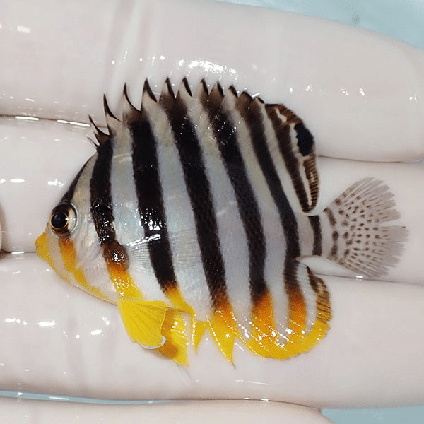 【現物22】シマヤッコ 5cm±