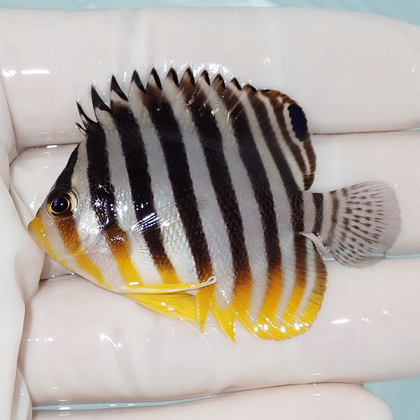 【現物23】シマヤッコ 5.5cm±