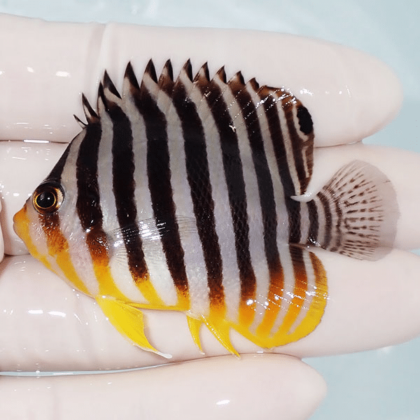 【現物24】シマヤッコ 6cm±