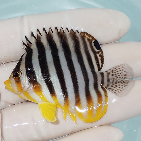 【現物25】シマヤッコ 5.8cm±