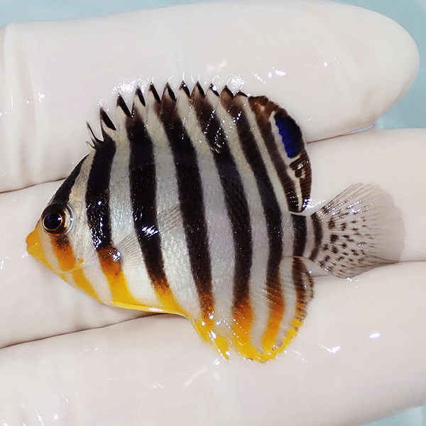 【現物26】シマヤッコ 4.3cm±