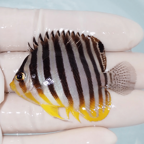 【現物27】シマヤッコ 5.7cm±