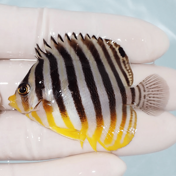【現物28】シマヤッコ 5.8cm±