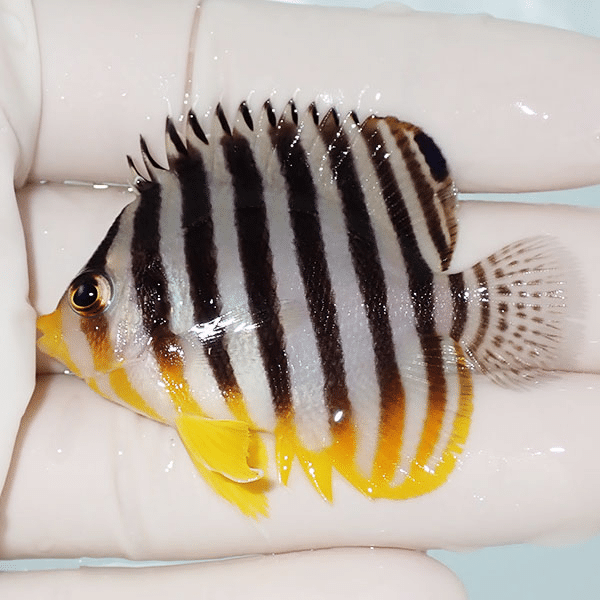 【現物2】シマヤッコ 5.5cm±