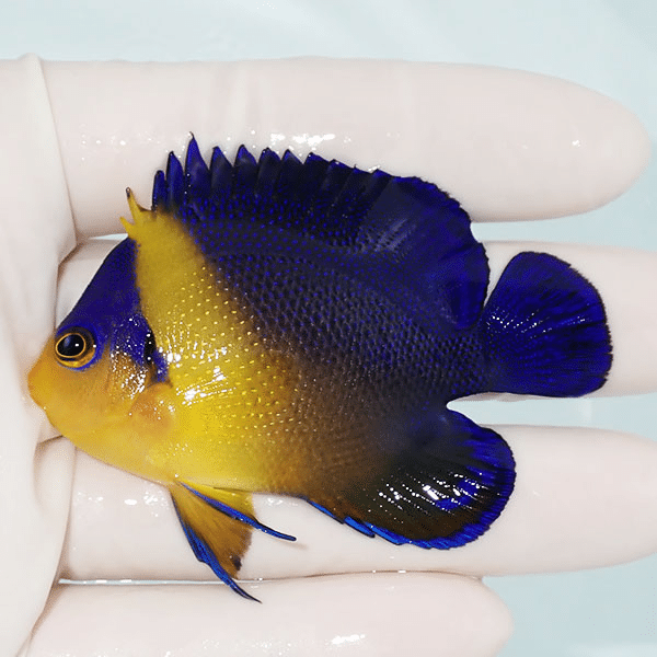 【現物2】スミレヤッコ 6.5cm±