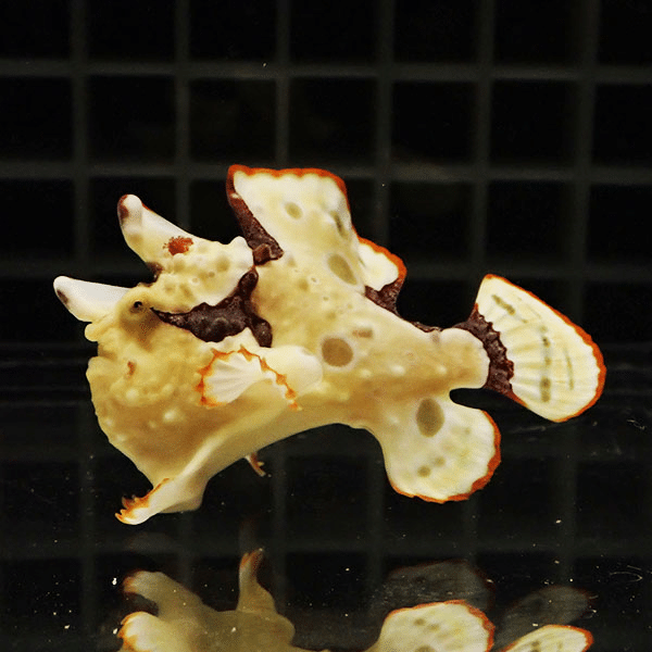 【現物2】クマドリカエルアンコウ 5.5cm