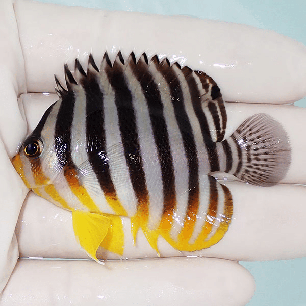 【現物2】シマヤッコ 6cm±