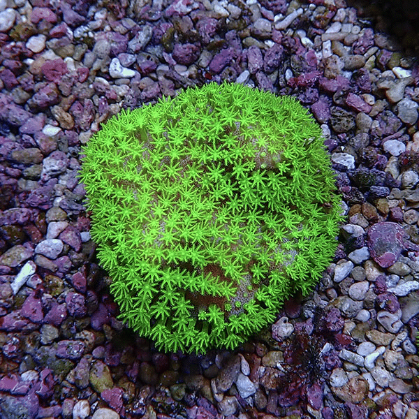 【サンゴ現物3】ウミキノコ メタリックグリーン 5-5cm