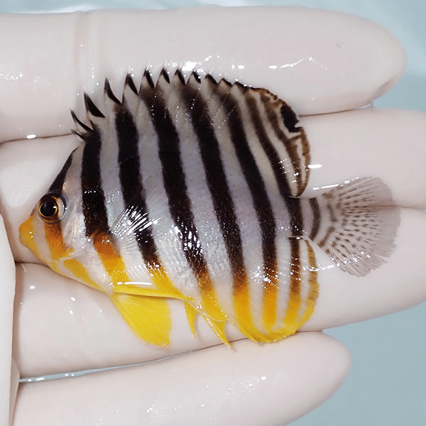 【現物3】シマヤッコ 5.5cm±