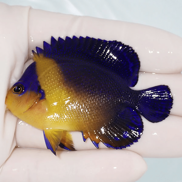 【現物3】スミレヤッコ 6.5cm±