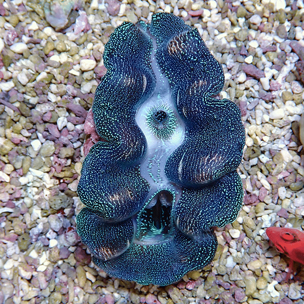 【サンゴ現物3】ヒメシャコガイ 8-10cm