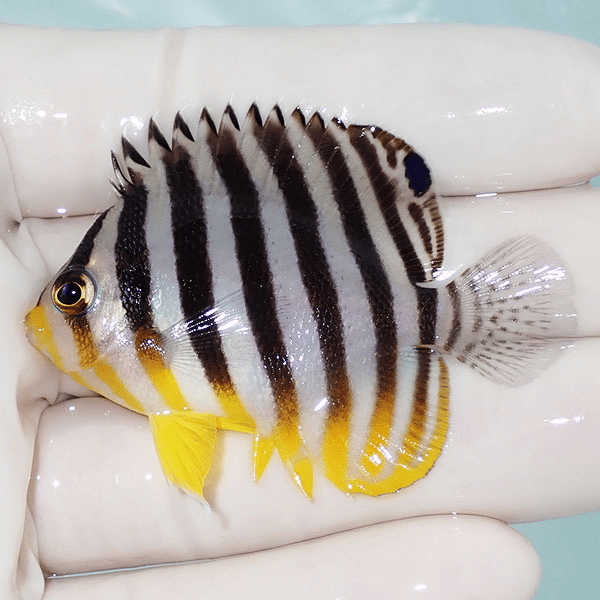 【現物3】シマヤッコ 5.5cm±