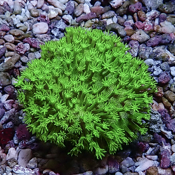 Bright neon-green coral colony with branching finger-like polyps on a bed of multicolored rocks.