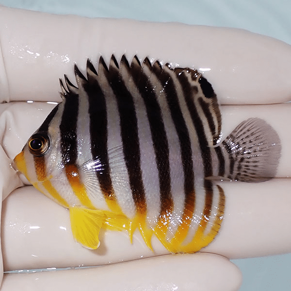 【現物4】シマヤッコ 5.8cm±