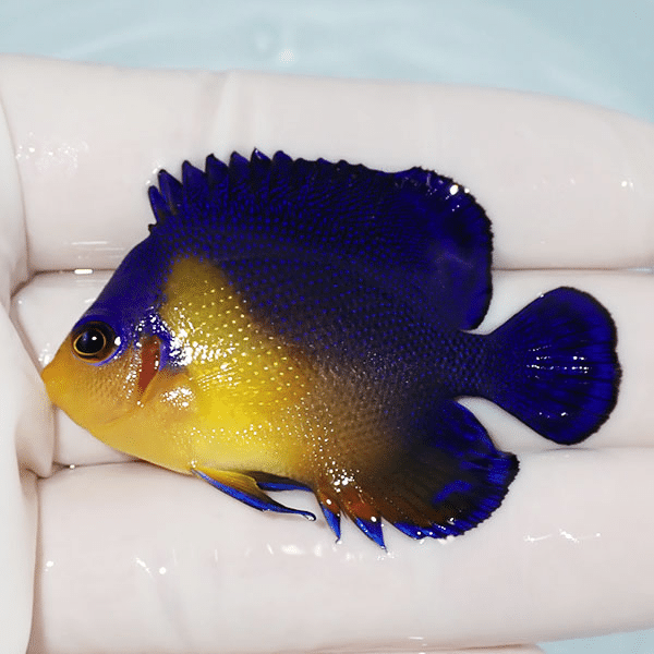 【現物4】スミレヤッコ 5.5cm±