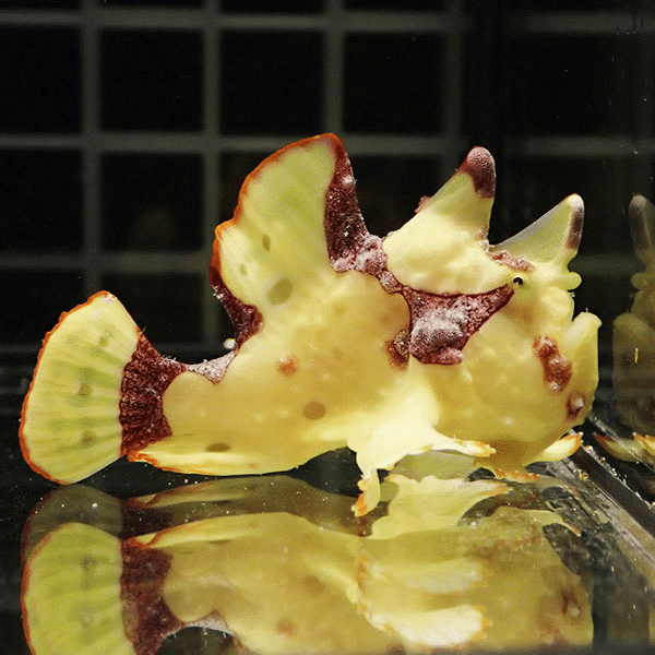【現物4】クマドリカエルアンコウ 5cm