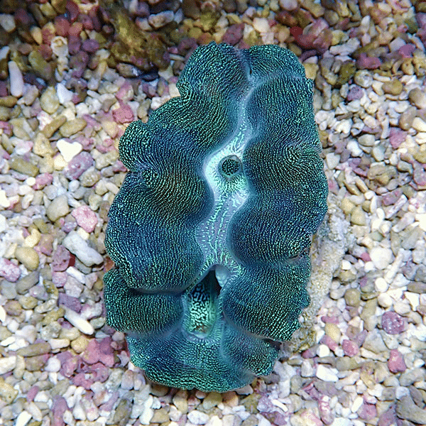 【サンゴ現物4】ヒメシャコガイ 8-10cm