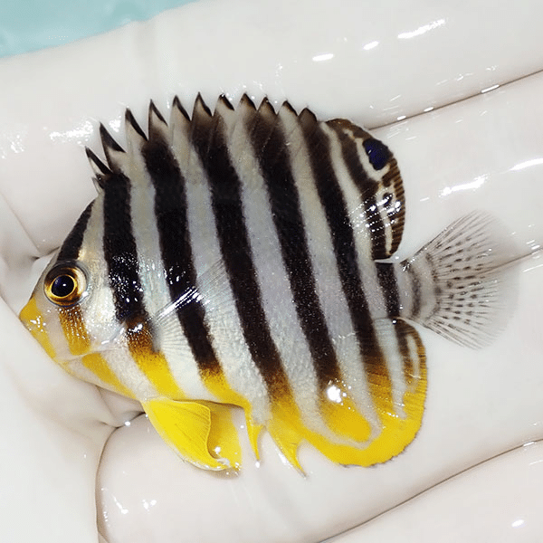 【現物4】シマヤッコ 5cm±