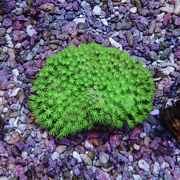 【サンゴ現物5】ウミキノコ メタリックグリーン 6-4cm