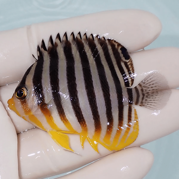 【現物5】シマヤッコ 6cm±