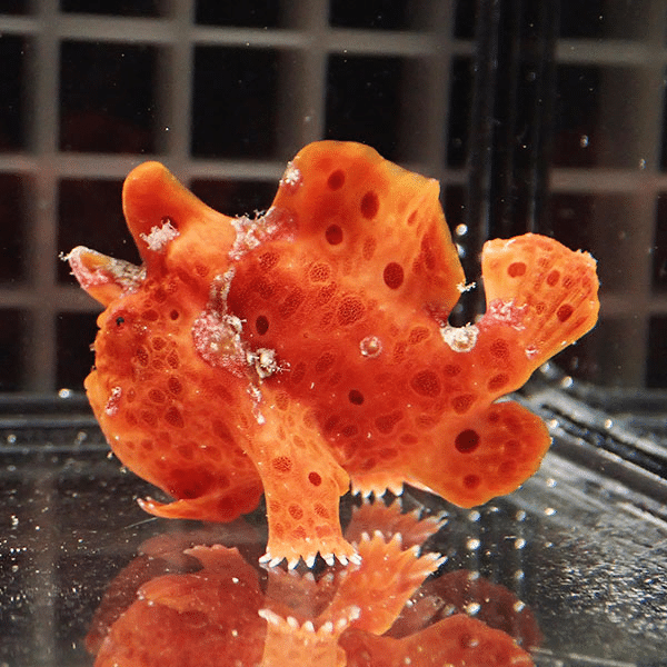 【現物5】イロカエルアンコウ 5cm
