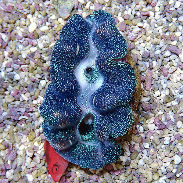 【サンゴ現物5】ヒメシャコガイ 8-10cm