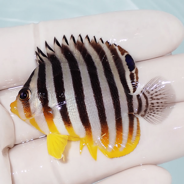【現物5】シマヤッコ 5cm±