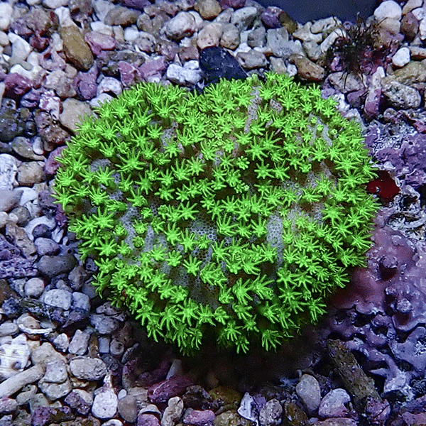 【サンゴ現物6】ウミキノコ メタリックグリーン 5-5cm