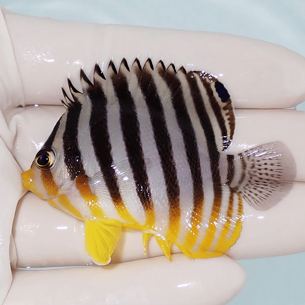【現物6】シマヤッコ 6cm±
