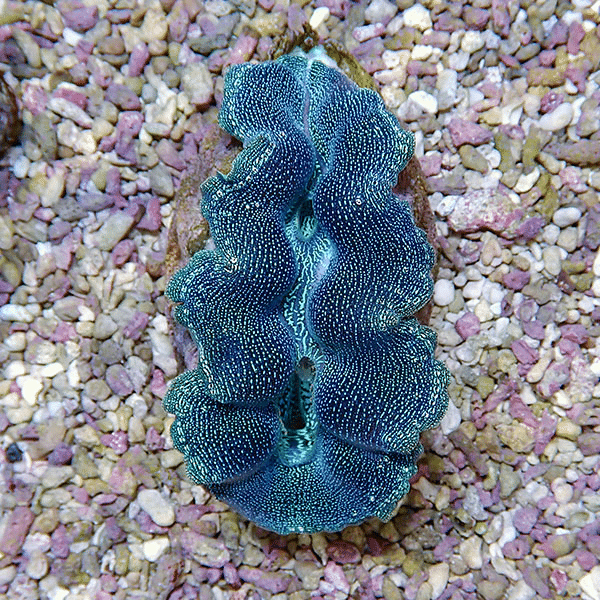 【サンゴ現物6】ヒメシャコガイ 8-10cm