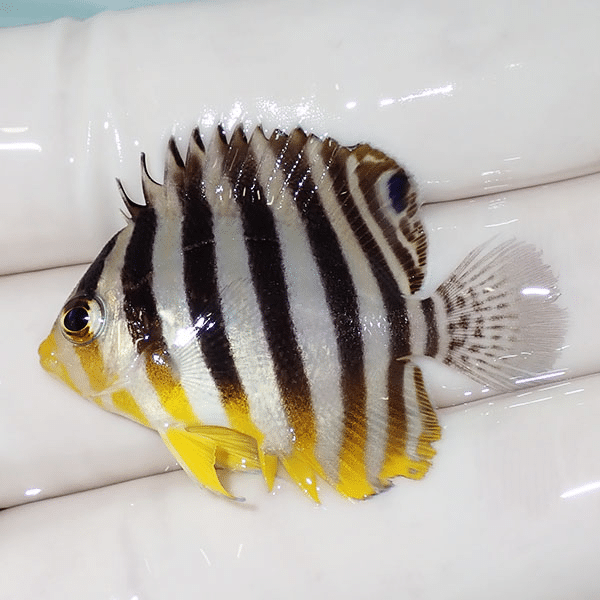 【現物6】シマヤッコ 4cm±