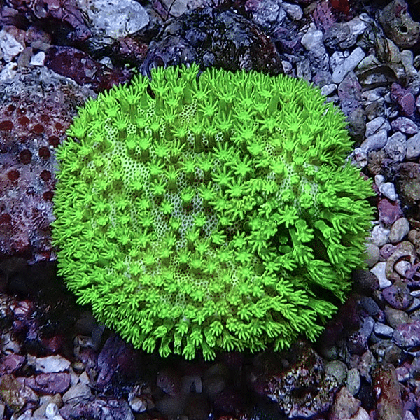 【サンゴ現物7】ウミキノコ メタリックグリーン 5-5cm