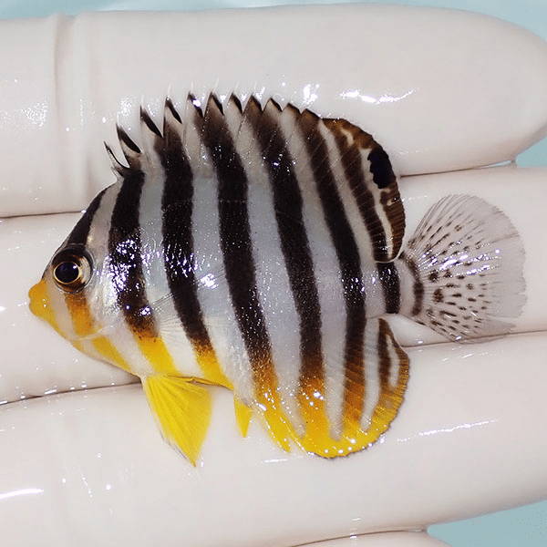 【現物7】シマヤッコ 4.8cm±