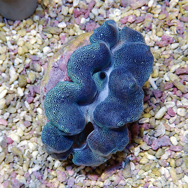 【サンゴ現物7】ヒメシャコガイ 8-10cm