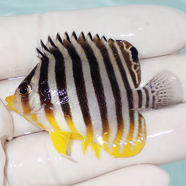 【現物7】シマヤッコ 5.5cm±