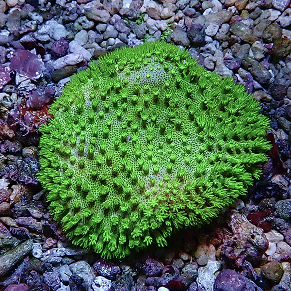 【サンゴ現物8】ウミキノコ メタリックグリーン 6-5cm