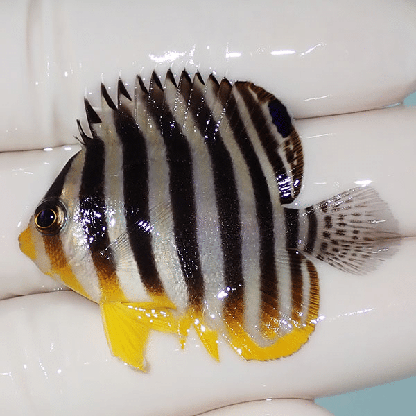 【現物8】シマヤッコ 4.5cm±