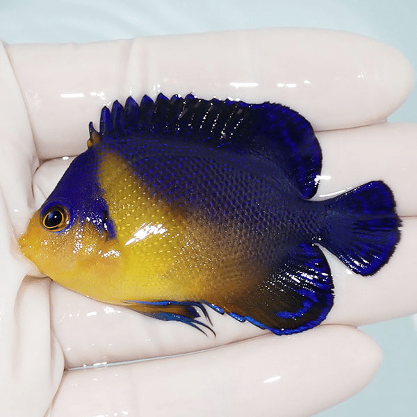 【現物8】スミレヤッコ 6.5cm±