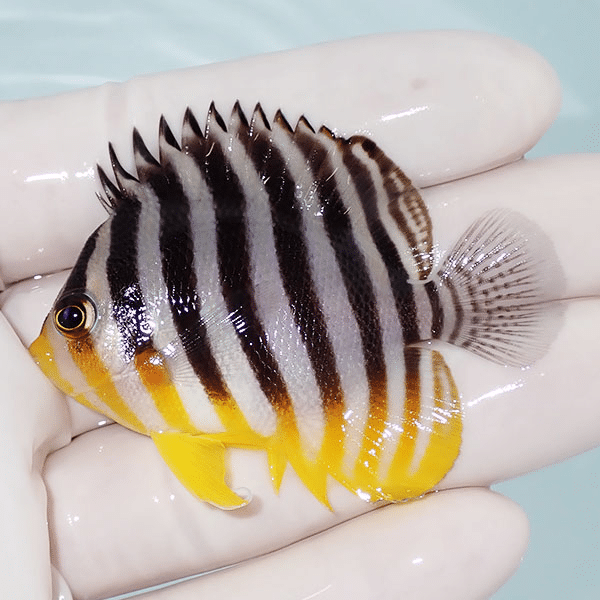 【現物8】シマヤッコ 6cm±