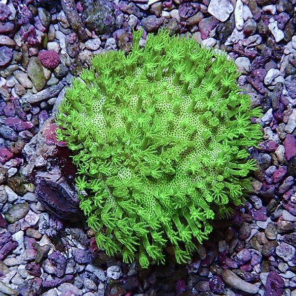【サンゴ現物9】ウミキノコ メタリックグリーン 6-6cm