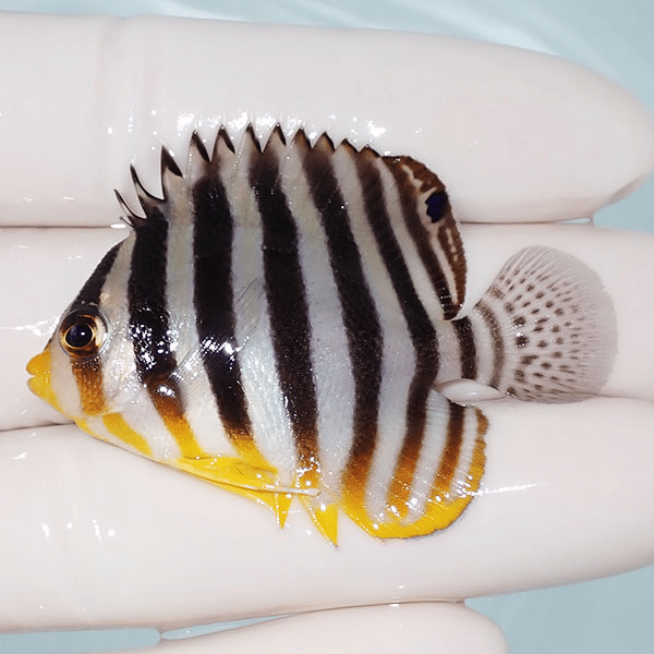 【現物9】シマヤッコ 5.3cm±