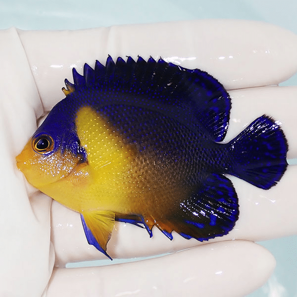 【現物9】スミレヤッコ 6.5cm±
