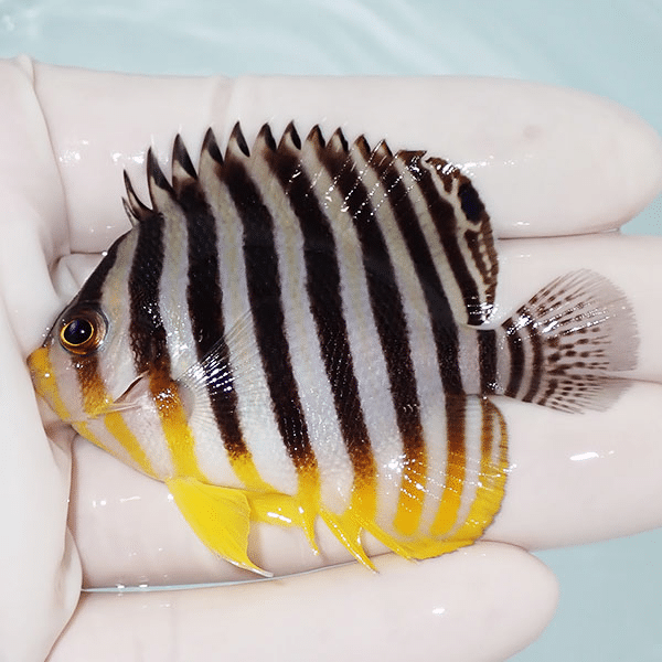 【現物9】シマヤッコ 6.5cm±