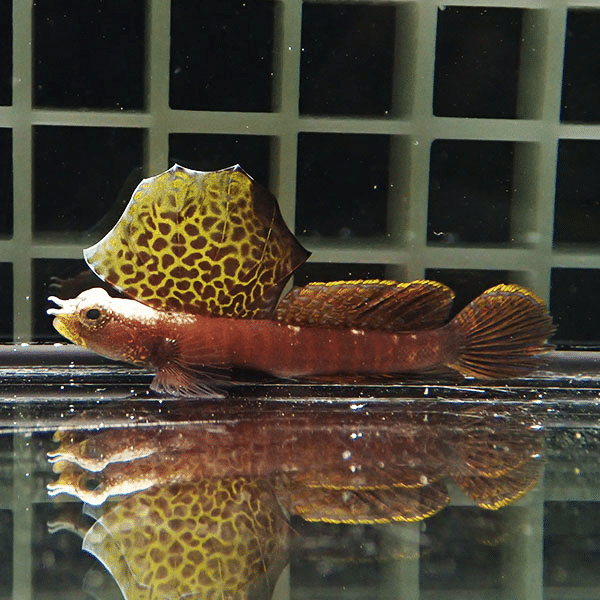 【現物1】ホタテツノハゼ  5cm
