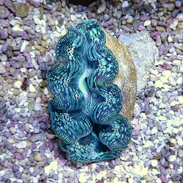 【サンゴ現物10】ヒメシャコガイ 8-9cm