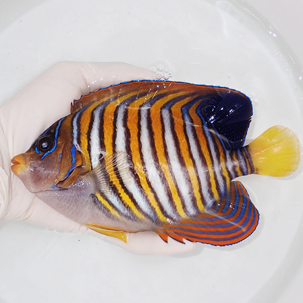 【現物10】特大 ニシキヤッコ 18cm±