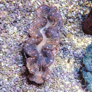 Large purple giant clam with a frilled, dotted mantle resting on gravel substrate
